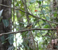 Aphanotriccus capitalis