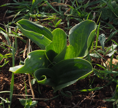 Biarum pyrami