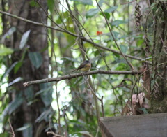 Aphanotriccus capitalis