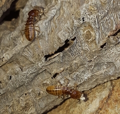 Termitoidae