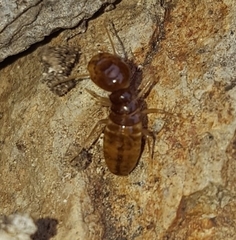Termitoidae