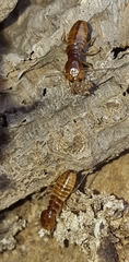 Termitoidae