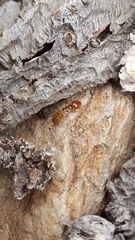 Termitoidae