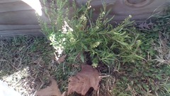 Lepidium ruderale