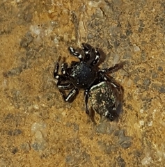 Salticinae