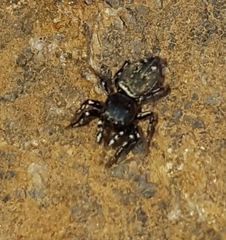 Salticinae