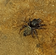 Salticinae