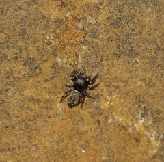 Salticinae