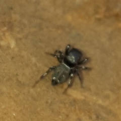Salticinae