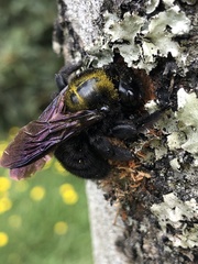 Xylocopa lachnea