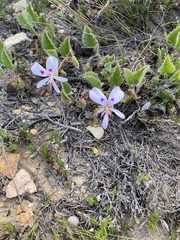Pelargonium ovale