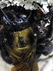 Xylocopa lachnea