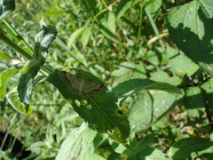 Idaea trigeminata