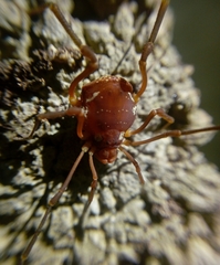 Erginulus roeweri