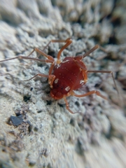 Erginulus roeweri