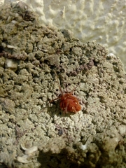 Erginulus roeweri