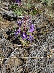 Delphinium depauperatum