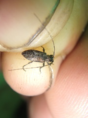 Sternidius punctatus