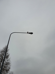 Accipiter nisus