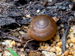 Quantula striata