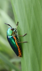 Sternocera aequisignata