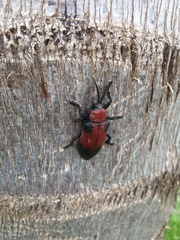 Coraliomela aeneoplagiata