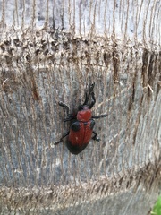 Coraliomela aeneoplagiata