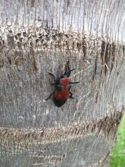 Coraliomela aeneoplagiata