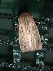 Leucania phragmitidicola