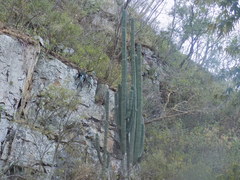 Stenocereus montanus