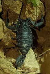 Hottentotta gentili