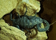 Hottentotta gentili