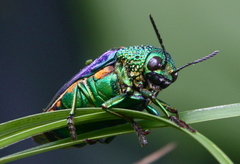 Sternocera aequisignata