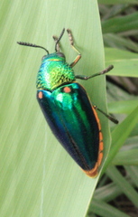 Sternocera aequisignata