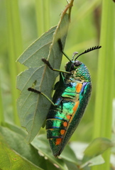Sternocera aequisignata