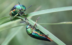 Sternocera aequisignata