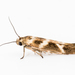 Banded Scythris Moth - Photo (c) Lee Hoy, some rights reserved (CC BY-NC-ND), uploaded by Lee Hoy