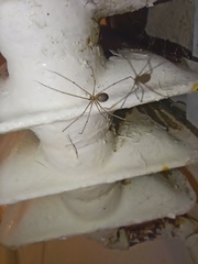 Pholcus phalangioides