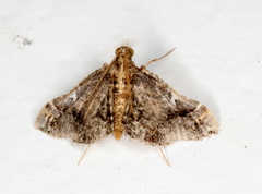 Scenedra decoratalis