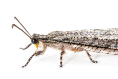 Vella fallax texana