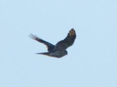 Accipiter nisus