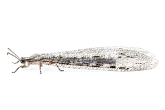 Vella fallax texana