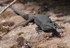 Gallotia caesaris gomerae
