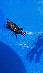 Cosmopolites sordidus