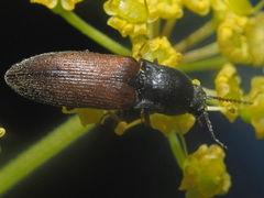 Agriotes ustulatus