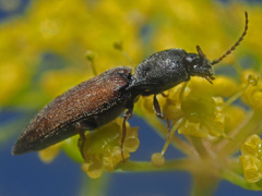 Agriotes ustulatus