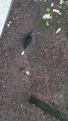 Myocastor coypus