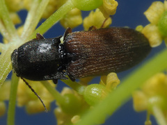 Agriotes ustulatus