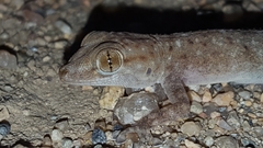 Ptyodactylus oudrii