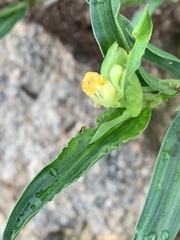 Commelina africana barberae